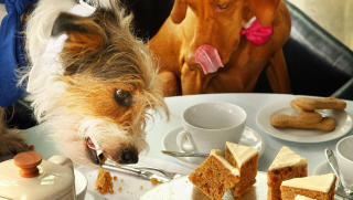Illustration for article titled North Korean TV Uses Riley the Stoned Dog to Prove America's Decadence